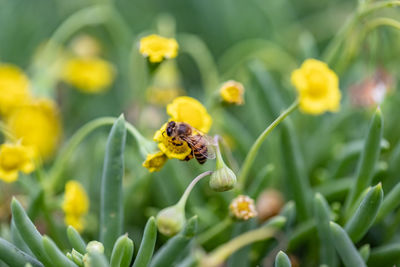 Close-up of insect on flower