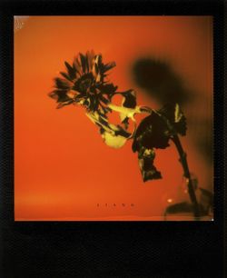 Close-up of silhouette plant against orange sky