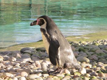 Close-up of sea lion in lake