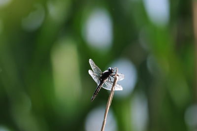 Close-up of butterfly