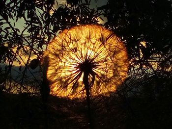 Silhouette of trees at sunset