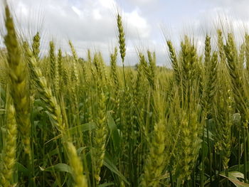 Close-up of wheat growing on field against sky