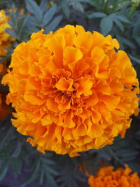 Close-up of yellow marigold flowers blooming outdoors