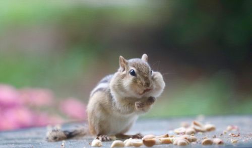 Close-up of squirrel eating outdoors