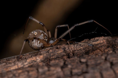 Close-up of spider