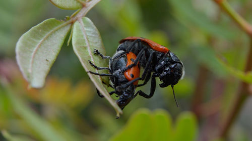 Close-up of insect on leaf