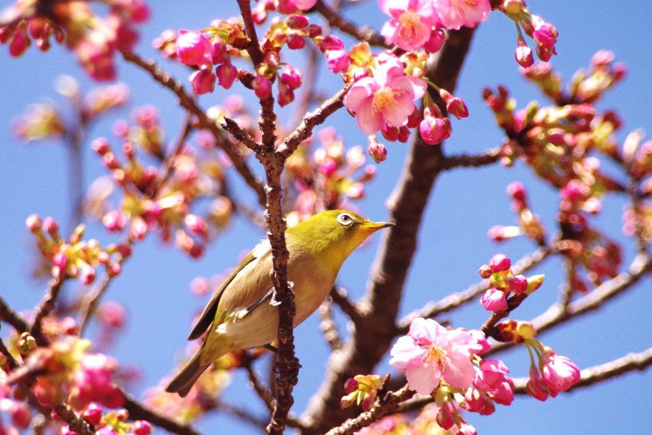 flower, tree, branch, nature, beauty in nature, one animal, no people, twig, fragility, springtime, growth, animals in the wild, day, bird, animal themes, outdoors, focus on foreground, low angle view, close-up, perching, flower head, clear sky, sky, freshness