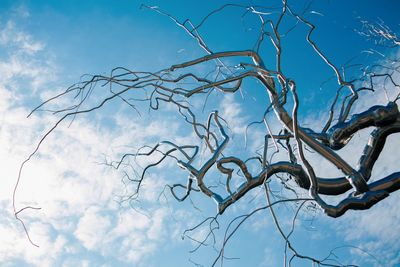 Low angle view of bare tree against blue sky