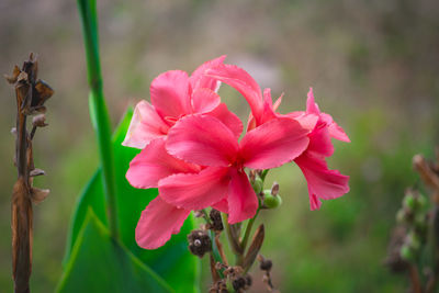 Close-up of pink flowers blooming outdoors