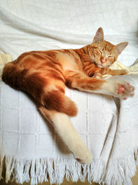 Close-up of cat sleeping on bed