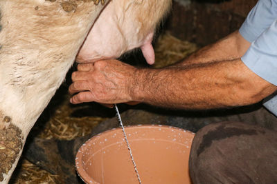 High angle view of man with hands milking a cow