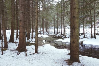 Trees in snow covered forest