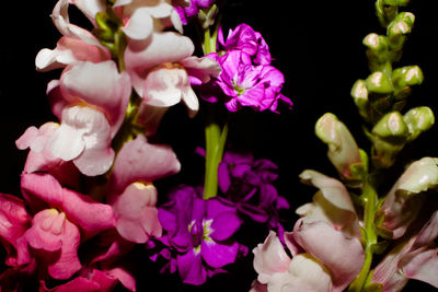 Close-up of flowers blooming against black background