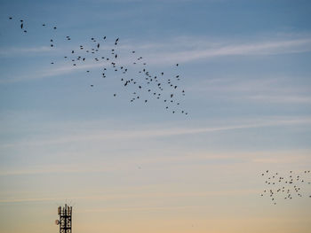 Low angle view of birds flying in sky