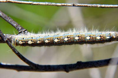 Close-up of caterpillar on wood