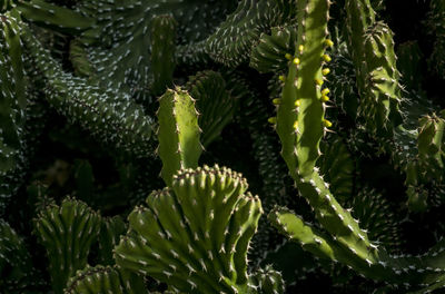 Detail shot of cactus plants