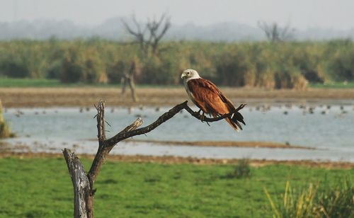 Close-up of bird perching on tree against sky