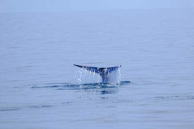 View of swimming in sea