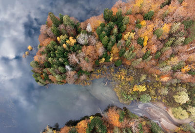 High angle view of tree