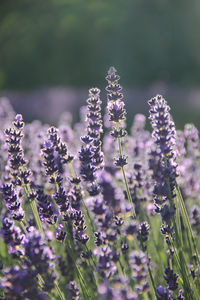 Close-up of purple flowering plants on field