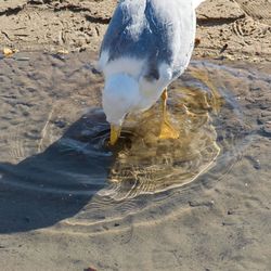 Close-up of seagull drinking water