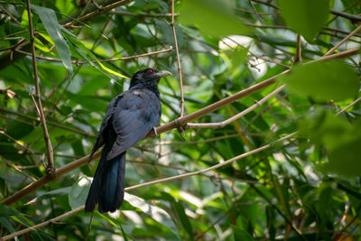 Bird perching on a branch