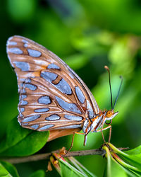 Close-up of butterfly on leaf