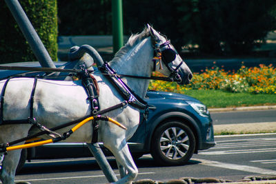 Horse cart on street