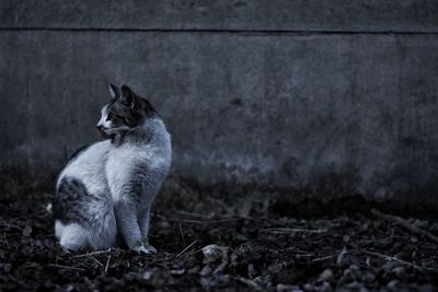 Spotted cat on concrete background