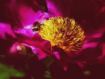 Close-up of yellow flower