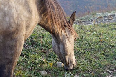 Horse grazing in a field