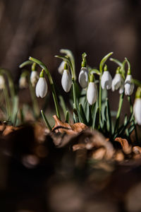 Close-up of white flowering plants