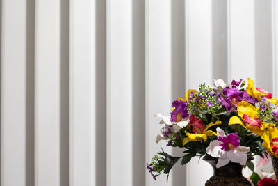 Close-up of white flowering plant against wall