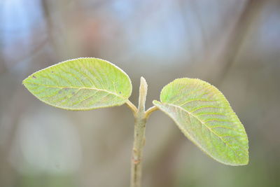 Close-up of green leaves