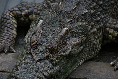 Close-up of crocodile in zoo