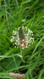 Close-up of white dandelion