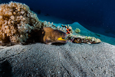 View of fish swimming in sea