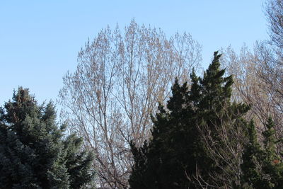 Low angle view of trees against clear sky