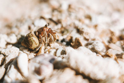 Close-up of grasshopper on land