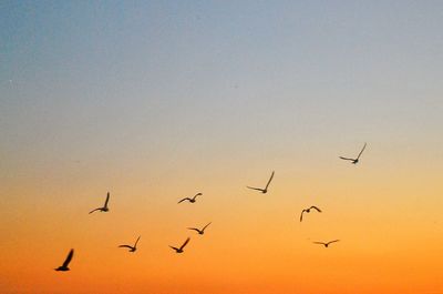 Low angle view of birds flying in sky