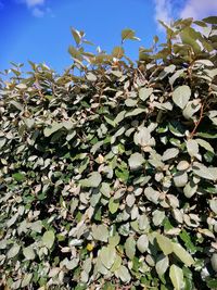 Low angle view of plants against sky