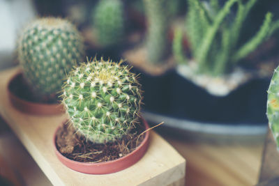 High angle view of succulent plant on table