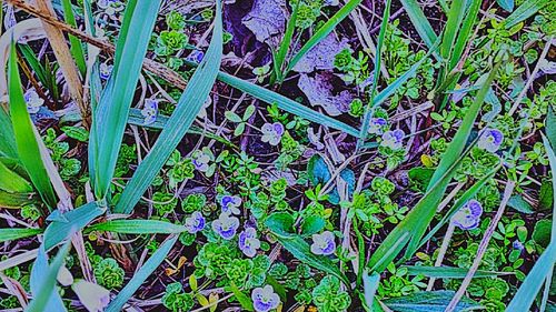 Plants growing in park