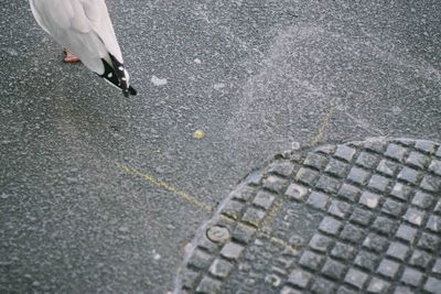 Close-up of bird perching on floor in city