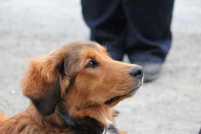 Dog looking away