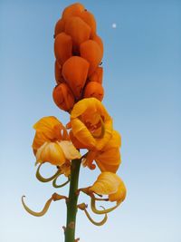 Low angle view of flowering plant against clear blue sky