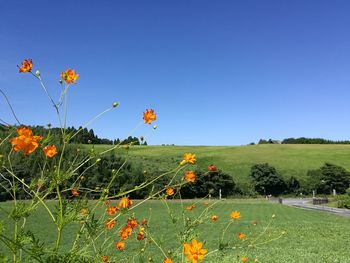 Flowers blooming on field against clear blue sky