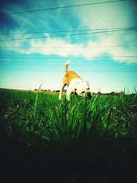 Horse on grass against sky