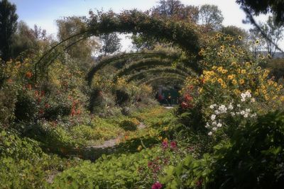 View of flowering plants and trees in park