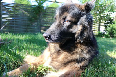 Close-up of dog looking away on field